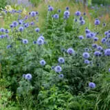 Echinops Ritro Blue Globe Thistle P68echrbl - Garden Express Australia