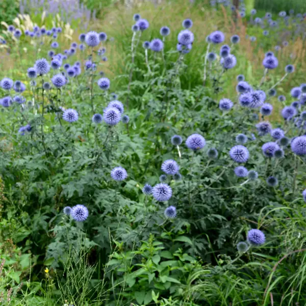 Echinops Ritro Blue Globe Thistle Echinops Ritro Blue Globe Thistle