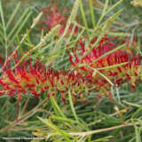Grevillea Rsl Spirit Of Anzac (pbr) Grevillea Rsl Spirit Of Anzac (pbr)