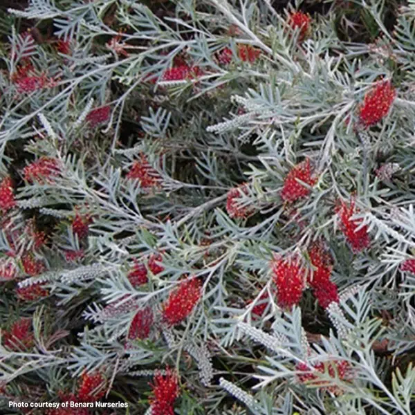Grevillea Red Coral (pbr) Grevillea Red Coral (pbr)