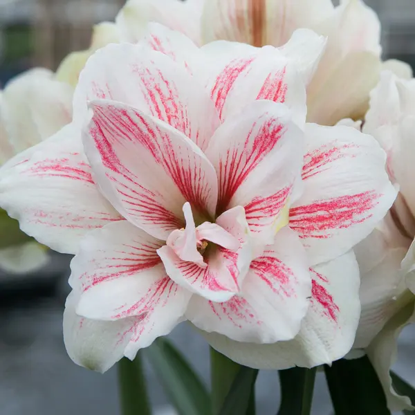 Hippeastrum Aquaro Hippeastrum Aquaro