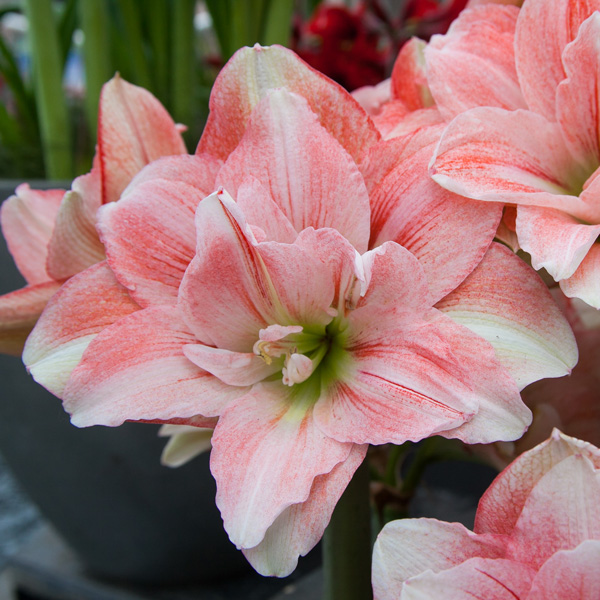 Hippeastrum Pink Glory Hippeastrum Pink Glory