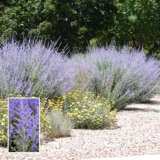 Perovskia Russian Sage