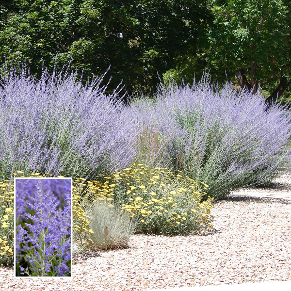 Perovskia Russian Sage