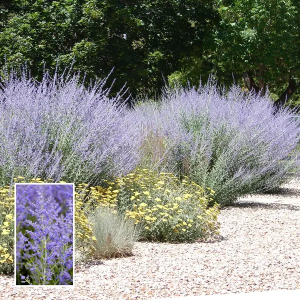Perovskia Russian Sage Perovskia Russian Sage