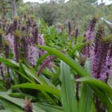 Pineapple Lily Purple Shades