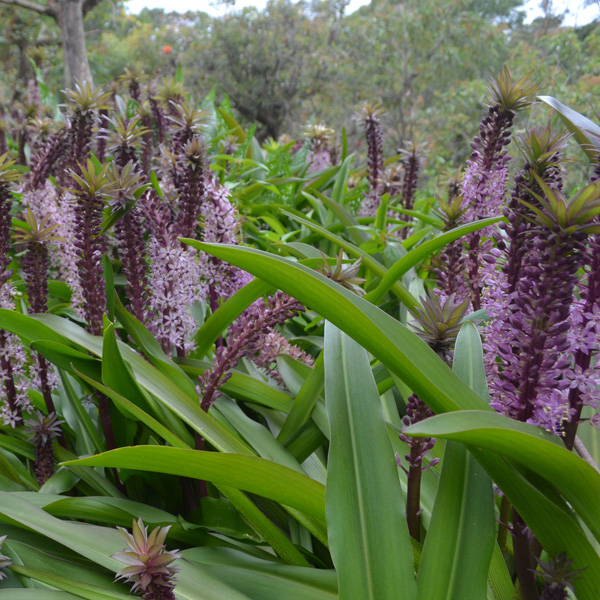 Pineapple Lily Purple Shades