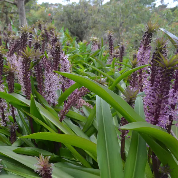 Pineapple Lily Purple Shades Pineapple Lily Purple Shades