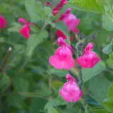Salvia Cyclamen P68salcyc - Garden Express Australia