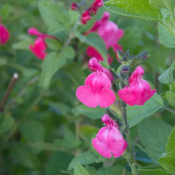 Salvia Cyclamen