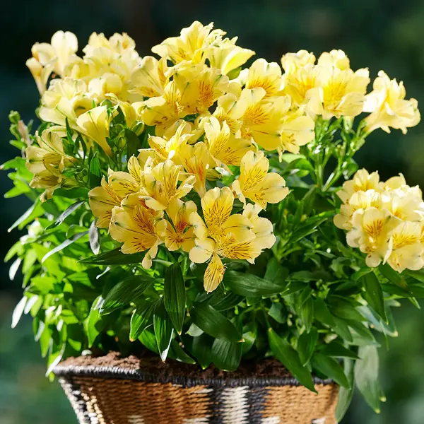 Alstroemeria Inticancha Havana (pbr) Alstroemeria Inticancha Havana (pbr)