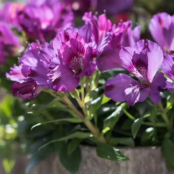 Alstroemeria Inticancha Indigo (pbr) Alstroemeria Inticancha Indigo (pbr)