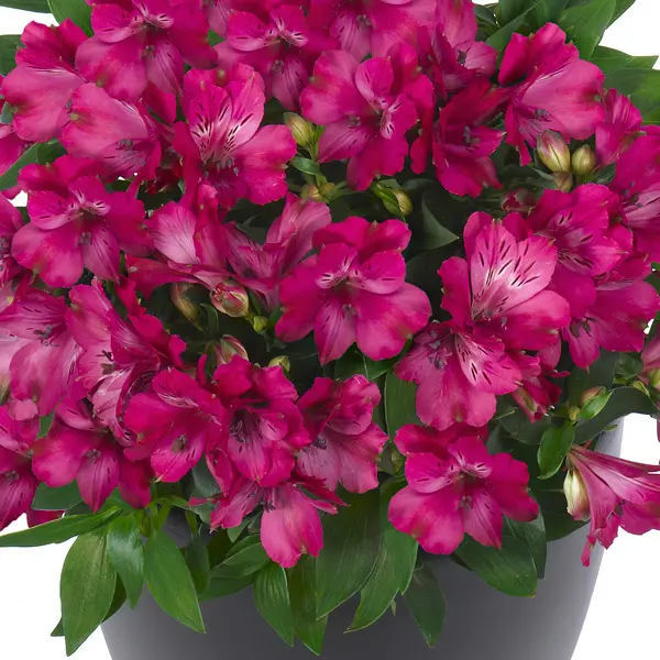Alstroemeria Inticancha Machu (pbr) Alstroemeria Inticancha Machu (pbr)