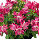 Alstroemeria Inticancha Romance (pbr) Alstroemeria Inticancha Romance (pbr)