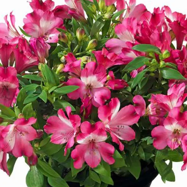 Alstroemeria Inticancha Romance (pbr) Alstroemeria Inticancha Romance (pbr)