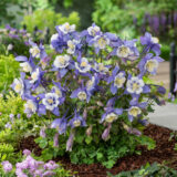 Aquilegia Earlybird Blue And White Pkaquebw - Garden Express Australia