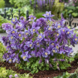 Aquilegia Earlybird Purple Blue Pkaquepb - Garden Express Australia