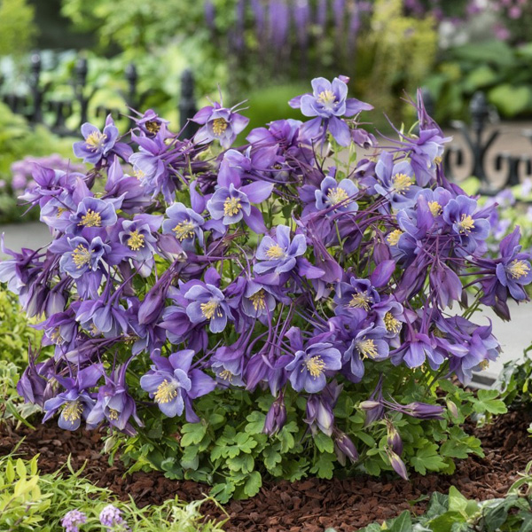 Aquilegia Earlybird Purple & Blue Aquilegia Earlybird Purple & Blue