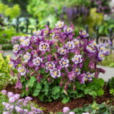 Aquilegia Earlybird Purple White Pkaquepw - Garden Express Australia