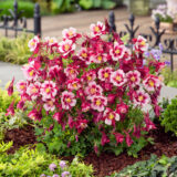 Aquilegia Earlybird Red White P68aquerw - Garden Express Australia