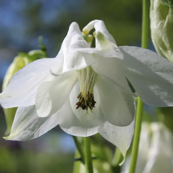 Aquilegia Earlybird White Aquilegia Earlybird White