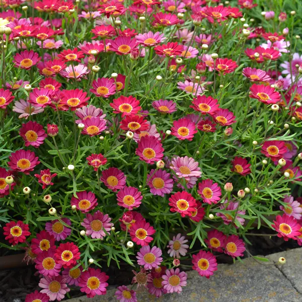 Argyranthemum Madeira Single Red Argyranthemum Madeira Single Red