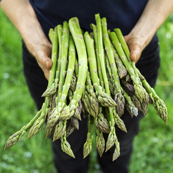 Asparagus Mary Washington Value Pack Asparagus Mary Washington Value Pack