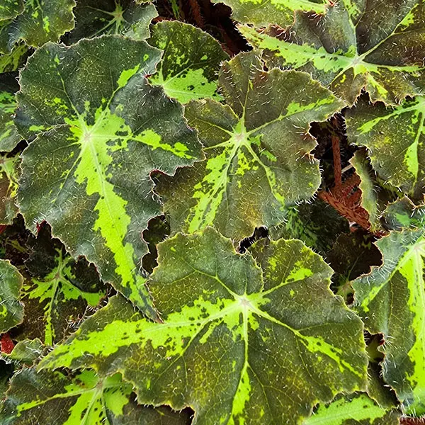 Begonia Dark Cross Begonia Dark Cross