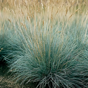 Starter Pack – Blue Fescue Starter Pack – Blue Fescue
