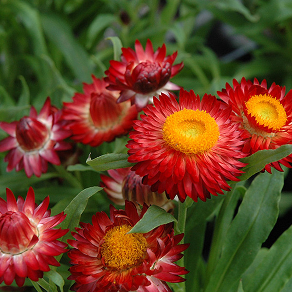Bracteantha Scarlet Bracteantha Scarlet