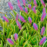 Bromeliad Lucky Stripe Pkbrolst - Garden Express Australia