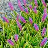 Bromeliad Lucky Stripe Bromeliad Lucky Stripe