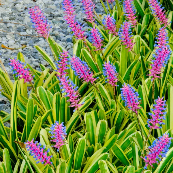Bromeliad Lucky Stripe Bromeliad Lucky Stripe