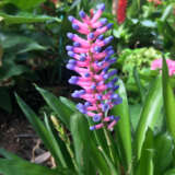 Bromeliad Matchsticks Bromeliad Matchsticks