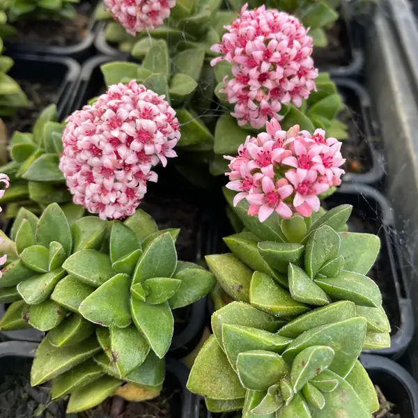 Crassula Springtime Crassula Springtime