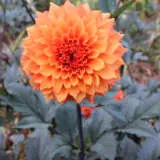 Dahlia Bollywood Dancer Pkdahbda - Garden Express Australia