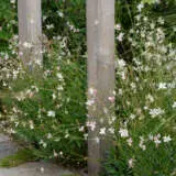 Gaura Butterfly Bush P68gaubut - Garden Express Australia