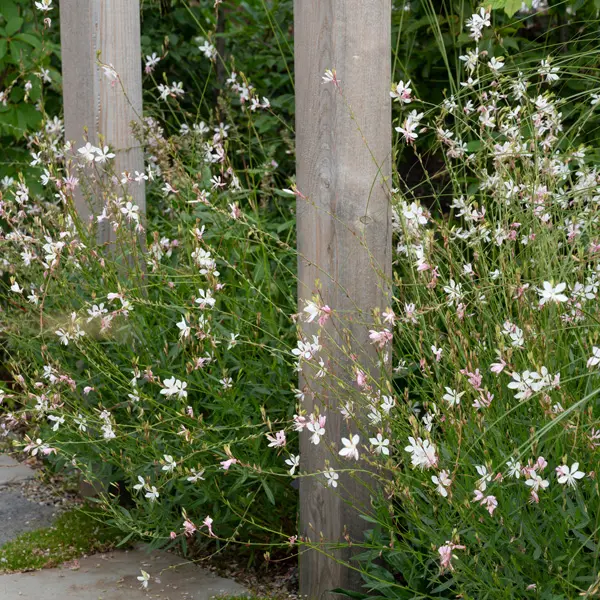 Gaura Butterfly Bush Gaura Butterfly Bush