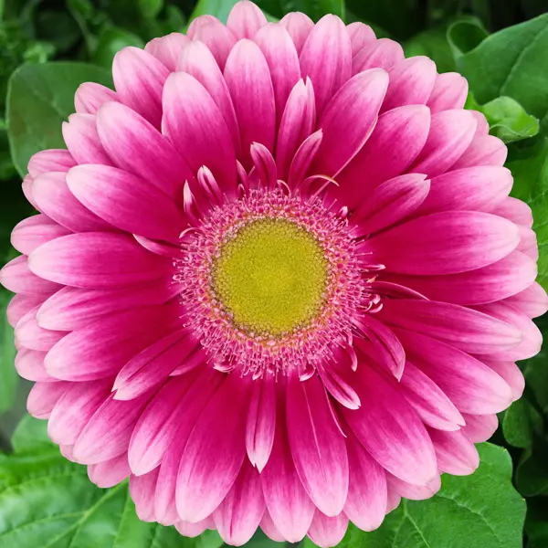 Gerbera Bingo Gerbera Bingo