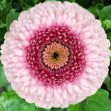 Gerbera Camilla Gerbera Camilla