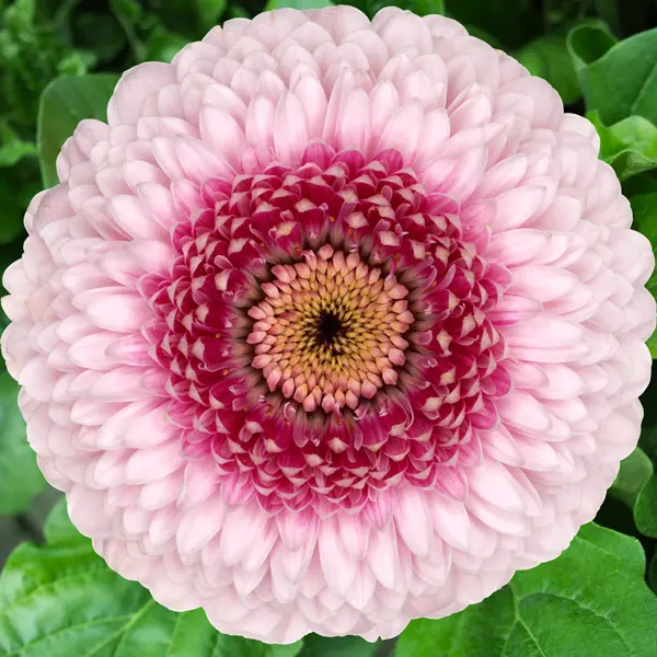 Gerbera Camilla Gerbera Camilla