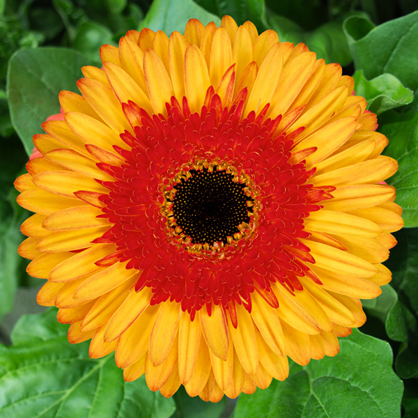 Gerbera Candy Corn Gerbera Candy Corn