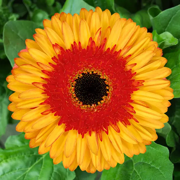 Gerbera Candy Corn