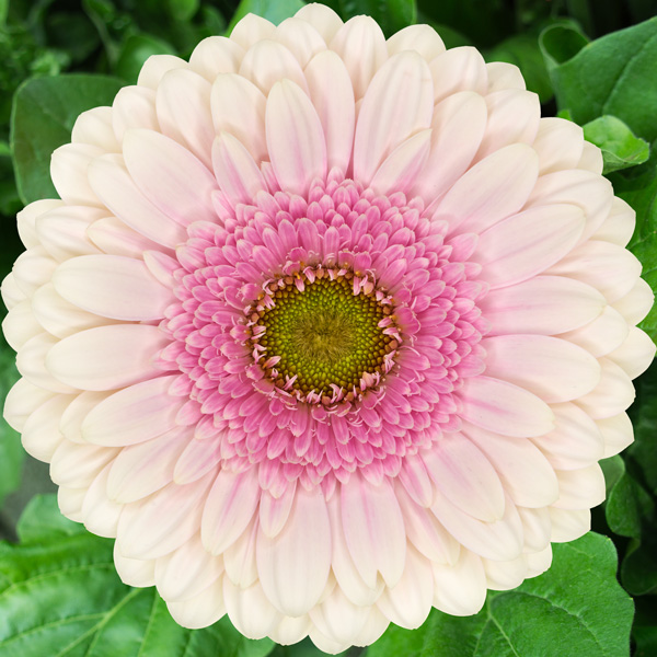 Gerbera Davina Gerbera Davina