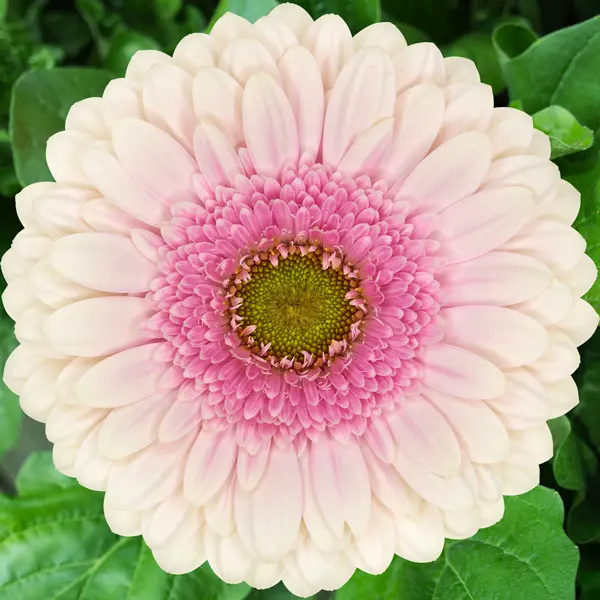 Gerbera Davina Gerbera Davina