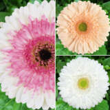 Gerbera Ruffled Collection Gerbera Ruffled Collection