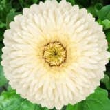 Gerbera Sam Gerbera Sam