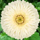 Gerbera Sam Plagersam - Garden Express Australia