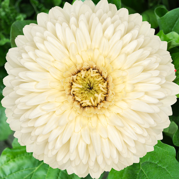 Gerbera Sam Gerbera Sam