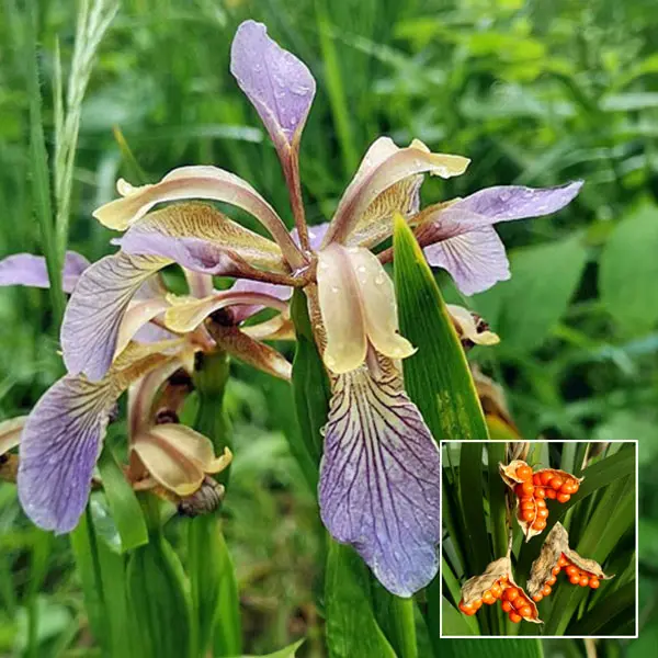 Gladwin Iris Gladwin Iris